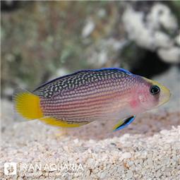 Splendid Dottyback