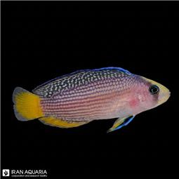 Splendid Dottyback