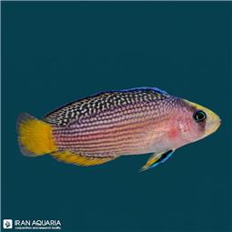 Splendid Dottyback