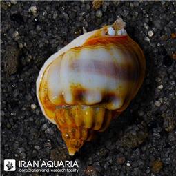 Nassarius Snail