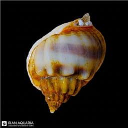 Nassarius Snail
