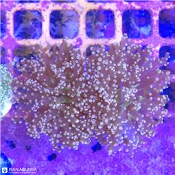 برنچینگ فراگ اسپان (Frogspawn Coral) 