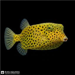 جعبه ماهی مشکی (Black Boxfish)
