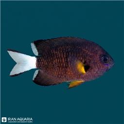 کرومیس دم سفید (white tail chromis)