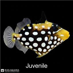 ماشه ماهی دلقک نابالغ (Clown Triggerfish)