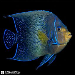 فرشته ماهی قرآنی نابالغ  (Koran Angelfish)