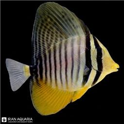 جراح دسجاردینی نابالغ (Desjardini Sailfin Tang)