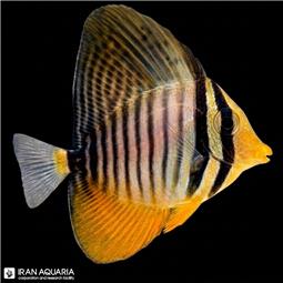 جراح دسجاردینی نابالغ (Desjardini Sailfin Tang)