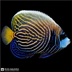 فرشته ماهی امپراطور نیمه بالغ اقیانوس آرام (Emperor Angelfish)