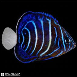 فرشته ماهی بلو رینگ نابالغ (Blue Ring Angelfish) 