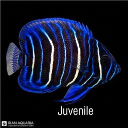 فرشته ماهی بلو فیس نابالغ (Blueface Angelfish)