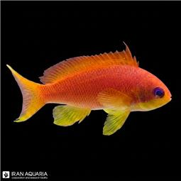 آنتیاس لایر تیل ماده (Lyretail Anthias)