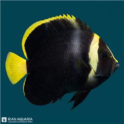 فرشته ماهی بلک ولوت بالغ (Black Velvet Angelfish)