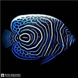 فرشته ماهی امپراطور هندی نابالغ (Indian Emperor Angelfish)