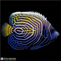 فرشته ماهی امپراطور هندی نیمه بالغ (Indian Emperor Angelfish)