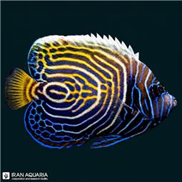 فرشته ماهی امپراطور هندی نیمه بالغ (Indian Emperor Angelfish)