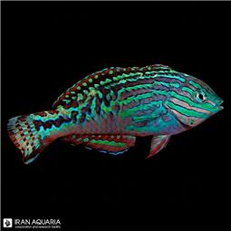 راس لئوپارد بلو استار نر (Vermiculite Wrasse)