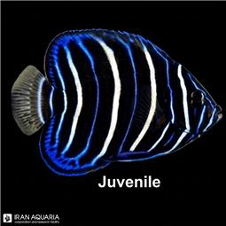 فرشته ماهی گلد تیل نابالغ (Goldtail Angelfish)