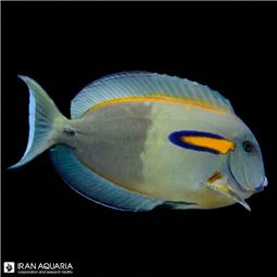جراح ماهی اورنج شولدر  (Orange Shoulder Tang)