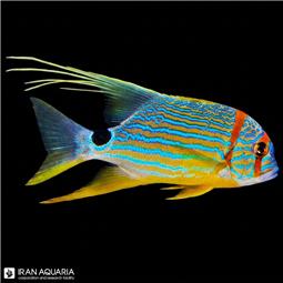 اسنپر باله بلند (longfin snapper)