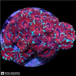 مرجان-لرد کورال (ایکن لرد)