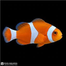 دلقک ماهی پرکولا تکثیری (Percula Clownfish)