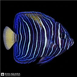 فرشته ماهی خجالتی (Yellowbar angelfish)