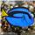 جراح ماهی بلو تانگ ( Blue Tang )