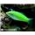 راس سبز ( Green wrasse )