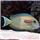 Orange Shoulder Tang