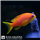 Lyretail Anthias
