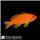 Lyretail Anthias