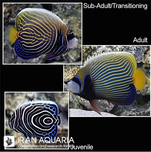 فرشته ماهی امپراطور (Emperor Angelfish)
