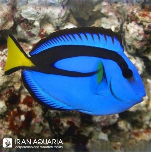 جراح ماهی بلو تانگ ( Blue Tang )