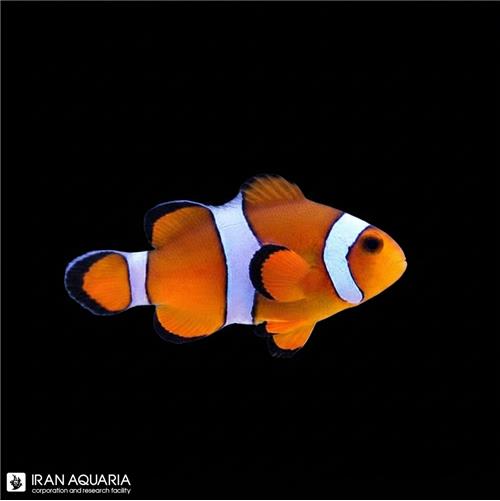 دلقک ماهی اسلاریس ( Ocellaris clownfish )