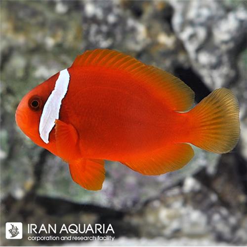 دلقک ماهی تومیتو (Tomato Clownfish)