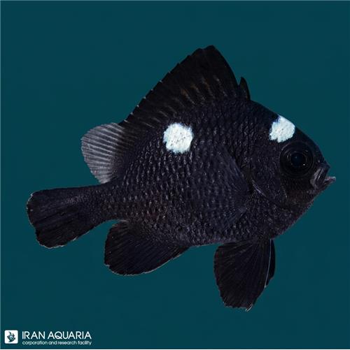 دامسل سه خال (Three Spot Domino Damselfish)