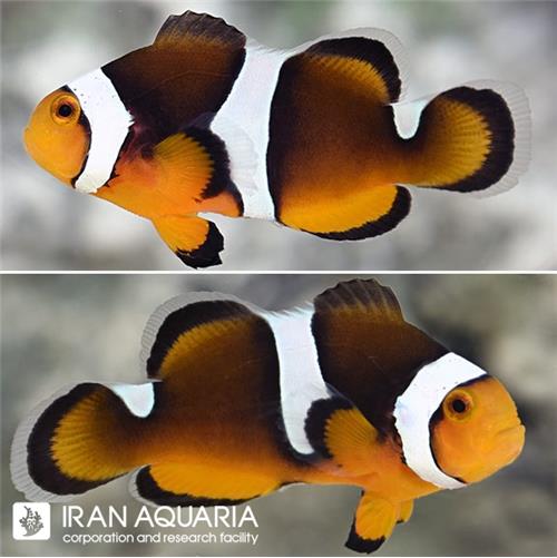 دلقک ماهی بلک فوتون (Black Photon Clownfish)
