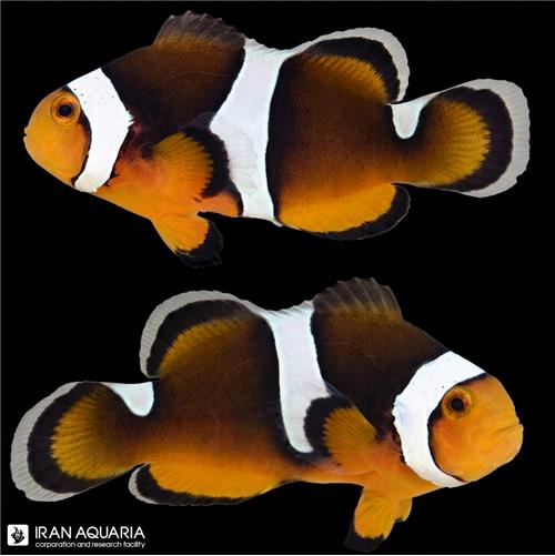دلقک ماهی بلک فوتون (Black Photon Clownfish)