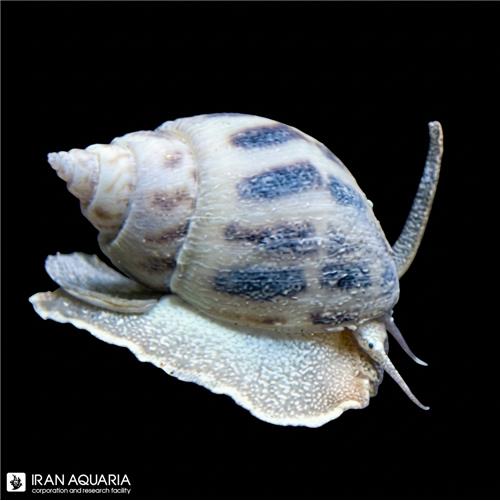 حلزون بابیلون (Sand Snail)
