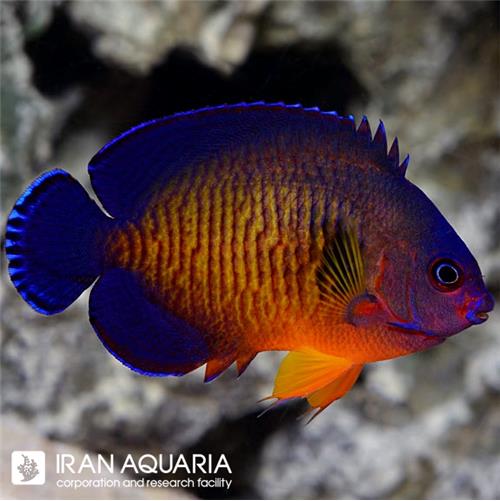 فرشته ماهی کورال بیوتی (Coral Beauty Angelfish)