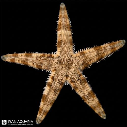ستاره ماسه الک کن ( Sand Sifting Sea Star )