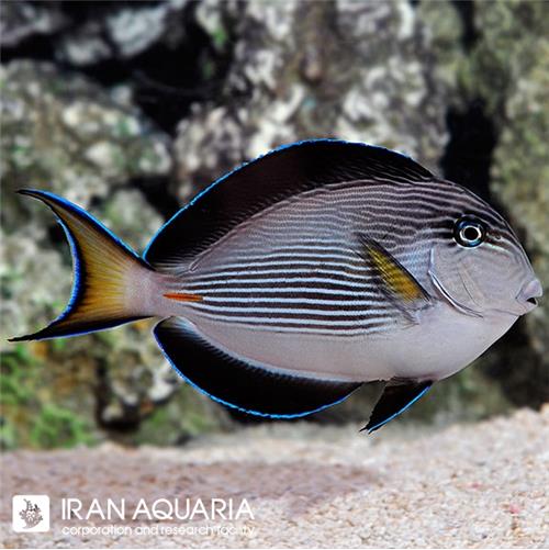 جراح دم قیچی (Sohal Tang)