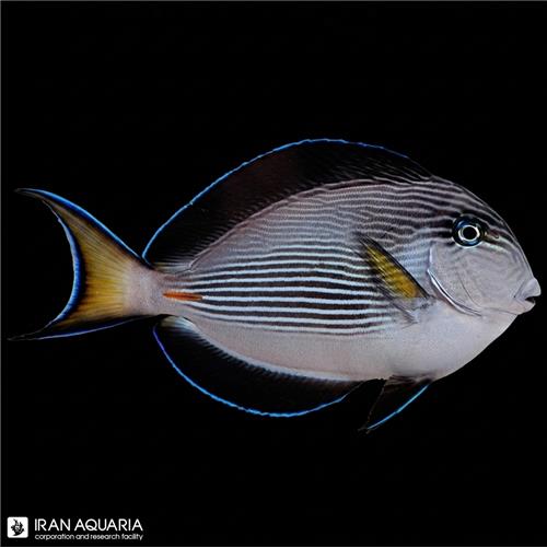 جراح دم قیچی (Sohal Tang)
