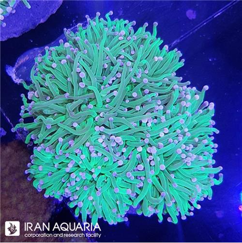 تورچ سبز روشن  (  Torch Coral )