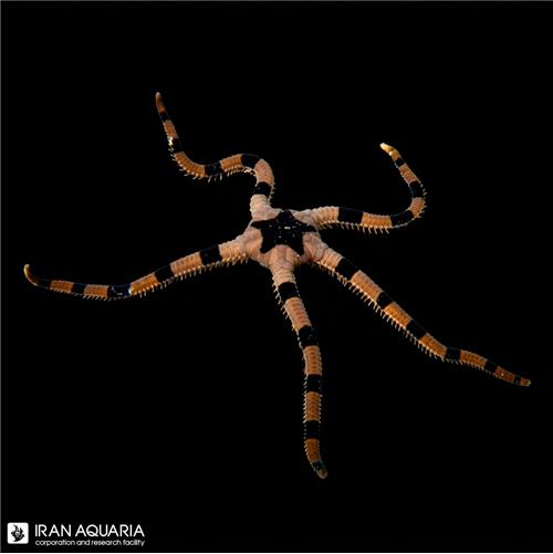ستاره شکستنی زبرا ( Zebra Serpent Starfish )