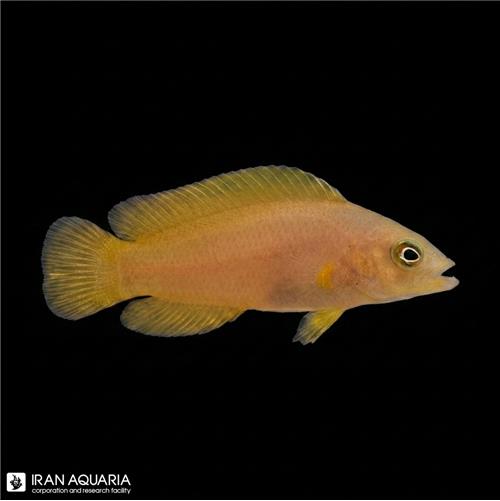 داتی بک زرد (Yellow Dottyback)