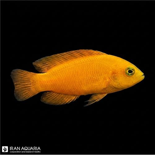 داتی بک زرد (Yellow Dottyback)