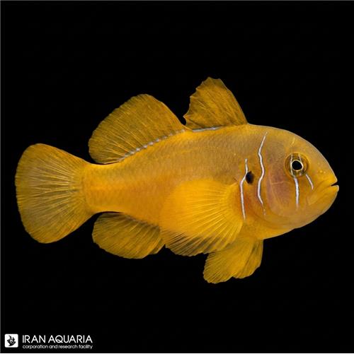 گوبیدون زرد ( citrinus goby)