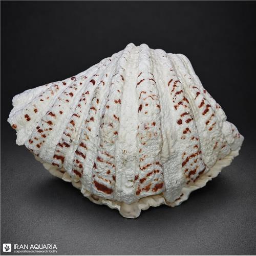 صدف دو کفه ای (Shell)